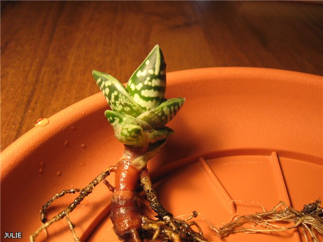 АЛОЕ ВАРИЕГАТА - толстый столон.jpg