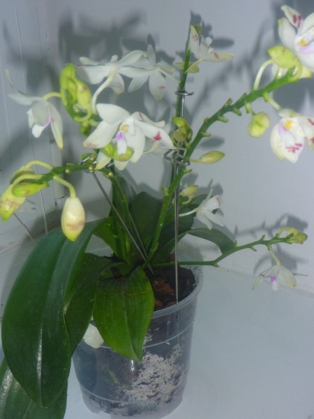 P1000920 [800x600].JPG