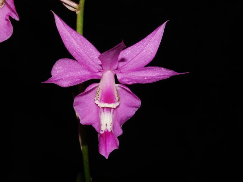 Barkeria skinneri.jpg