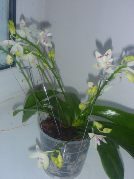 P1000919 [800x600].JPG