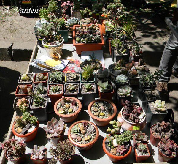 Литопсики и еще разные суккуляшки