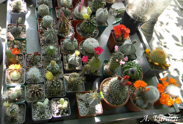 Немного цветущих колючек