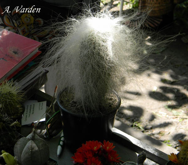 Голова старика