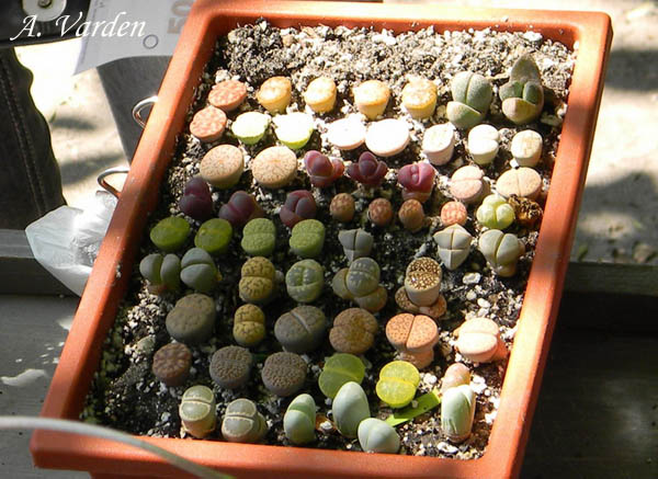 Полянка литопсиков)))