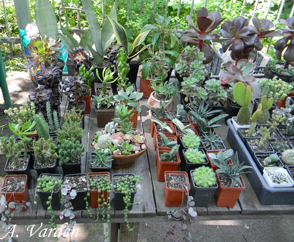 Всякие разности