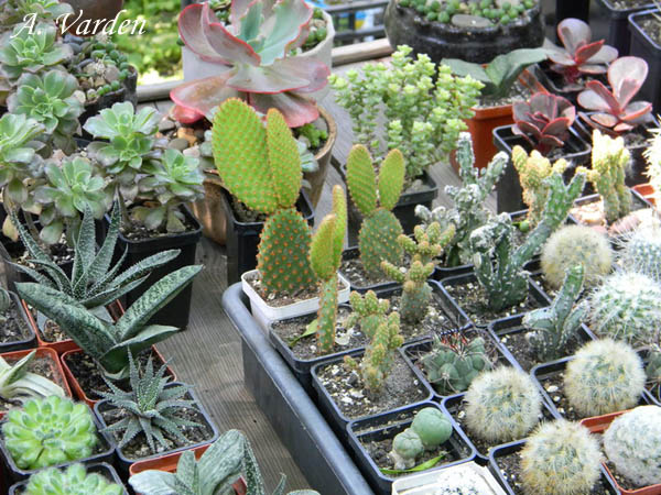 Ушастые зайцы :))