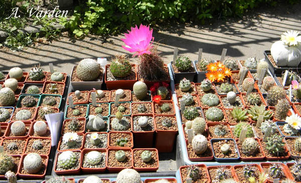 Еще кактусы