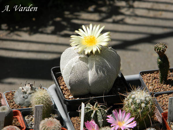 Цветущий красавец