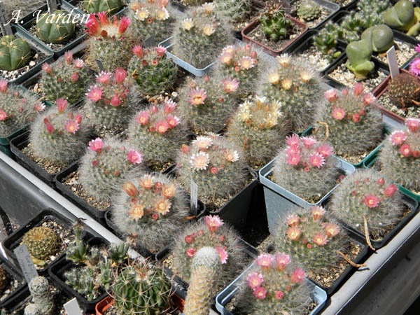 Цветущая поляна кактусов