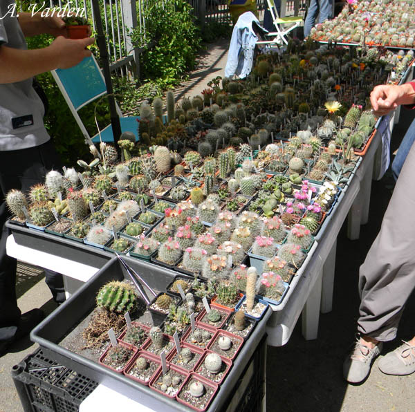 Стол Александра Животенко