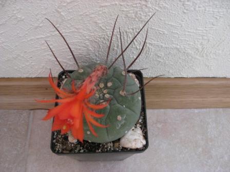 субматукана