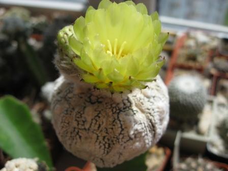 астрофитум супер кабуто