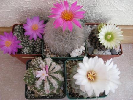 кактусная полянка