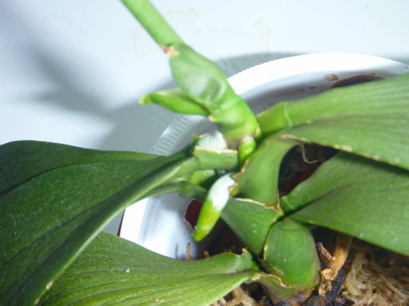 корни посередине ствола-2