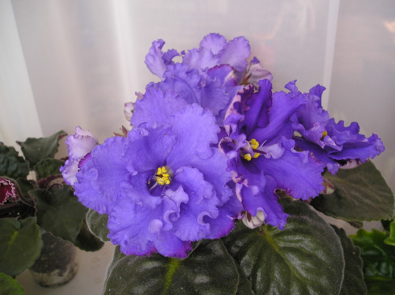 Arctic Frost СПОРТ