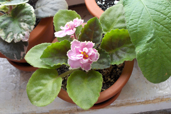 Lesnaya Skazka (Makyni)_6.09.06.jpg