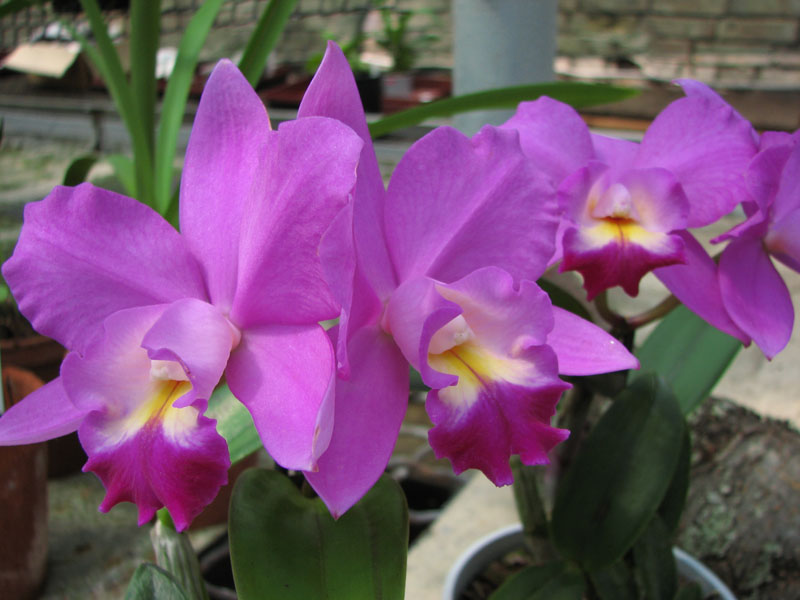 Cattleya hybr.jpg