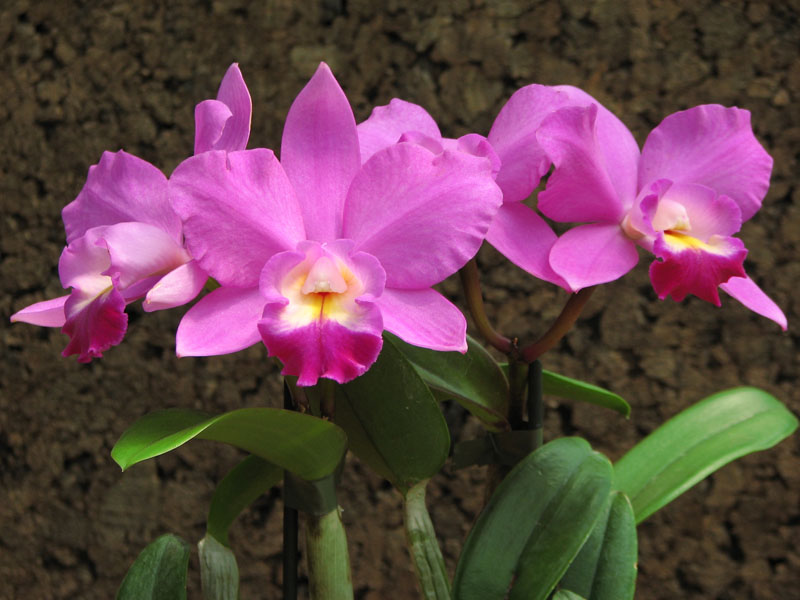 Cattleya hybr1.jpg