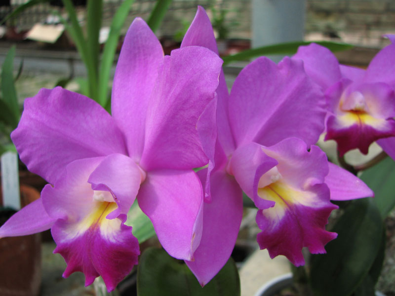 Cattleya hybr3.jpg