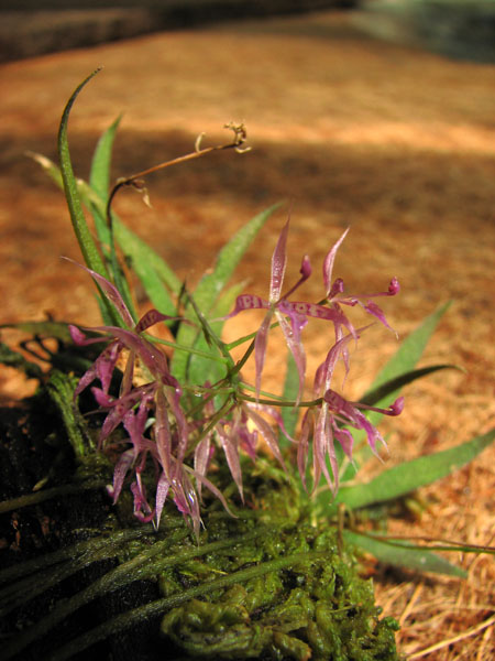 Macroclinium manabinum.jpg