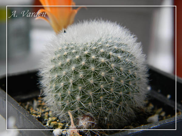 Цветущая Aylostera muscula