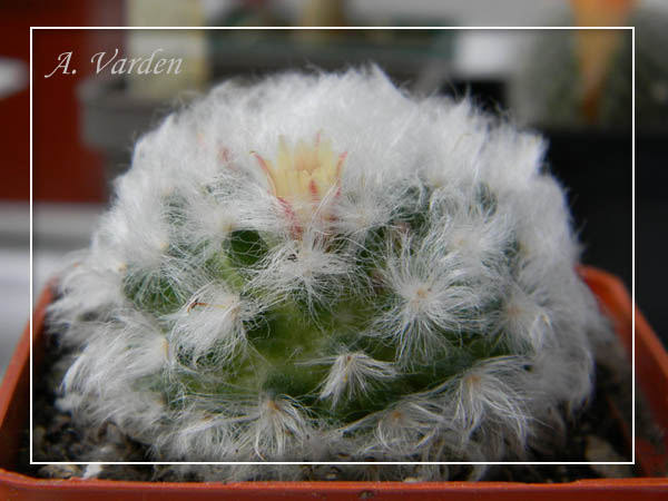 Пушистая маммиляшка