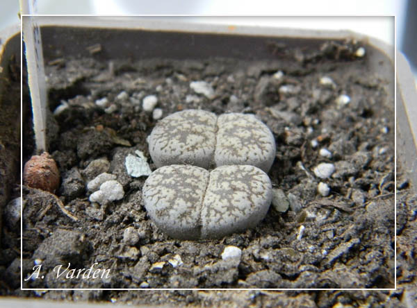 Литопсики-близняшки