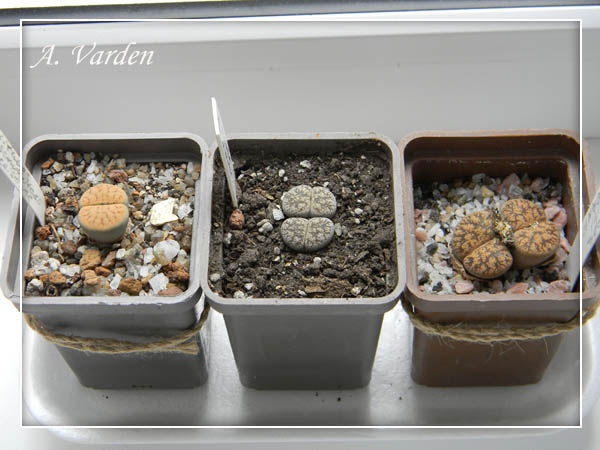 Знакомятся с новыми соседями :))