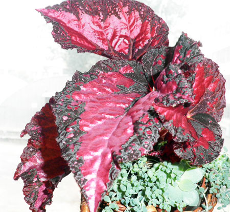 Бегония twilight of day 1.jpg