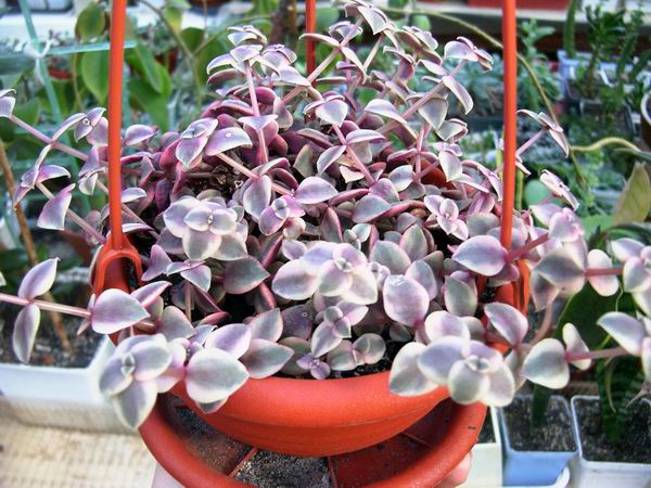 crassula_marginalis_variegata-b.jpg