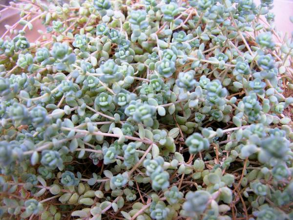 sedum_dasyphyllum-b.jpg
