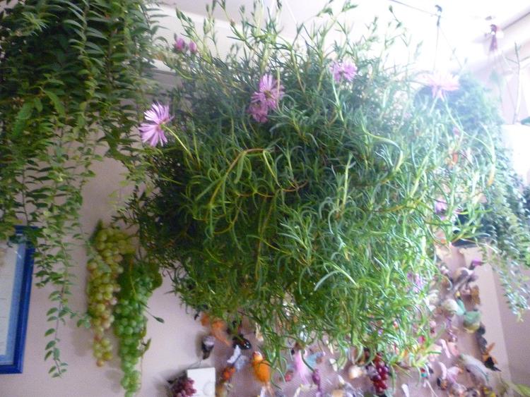 красотулька