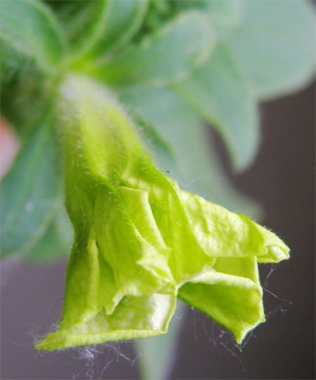 Жара - Семена Украины, бутон2.jpg