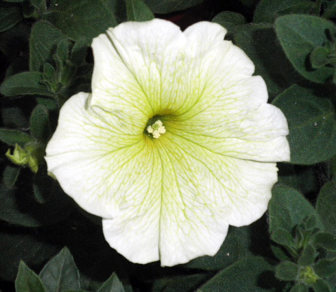 Жара - Семена Украины.jpg