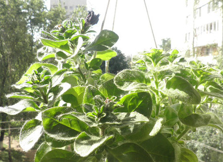 День и Ночь Аэлита 1.jpg