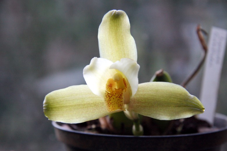 л гарфилд.jpg