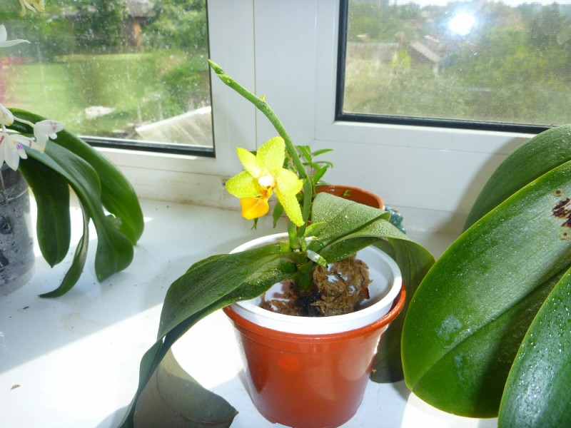 P1000990 [800x600].JPG