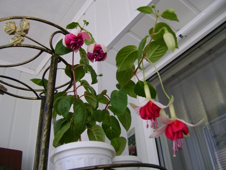 Sylvia Fuhrmann и Vееnlast (сегодня только расцвел)