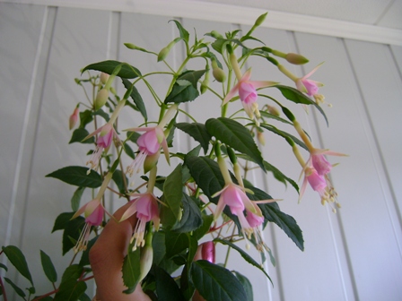 Whiteknight&quot;s Pearl