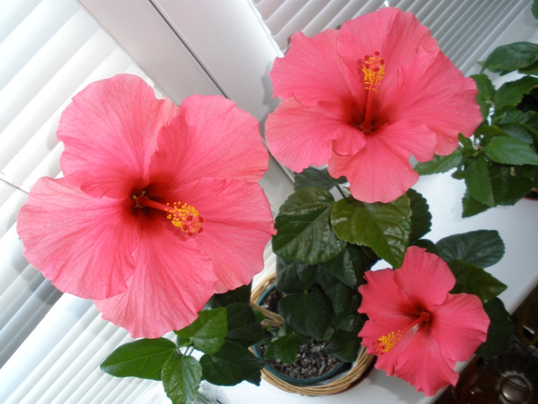 Копия P6050356.JPG