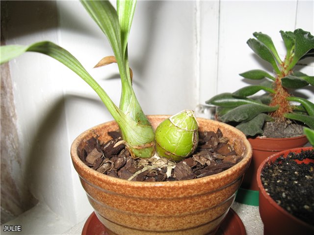 РЕБЕККА НОРТЕН МИКАБИ.jpg