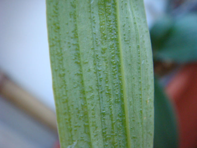 кловезия лист.JPG