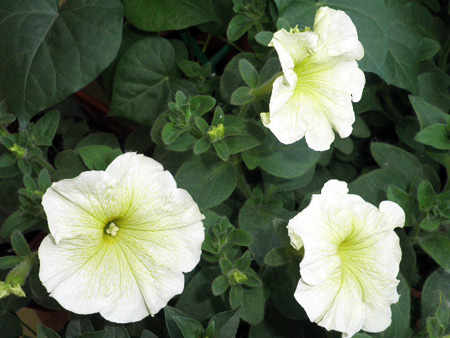 Жара - Семена Украины цветы 4.jpg