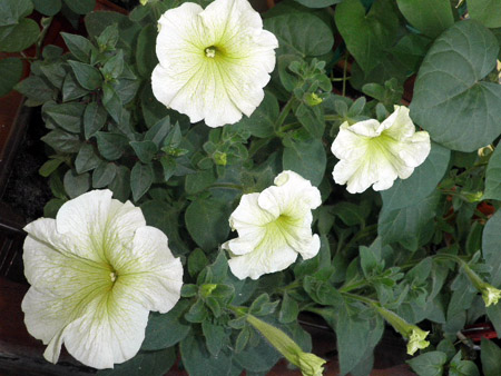 Жара - Семена Украины цветы 5.jpg