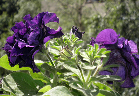 День и ночь - первые цветы 5.jpg