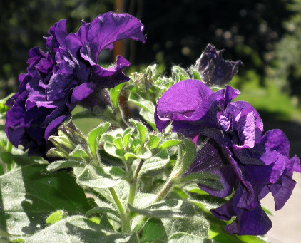 День и ночь - первые цветы 6.jpg