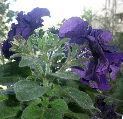 День и ночь - первые цветы4.jpg