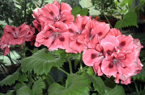 Коралловая 6.jpg