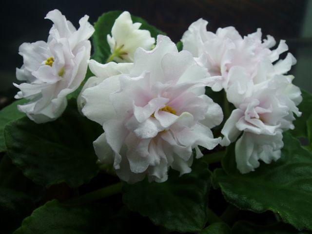 -Жемчужный Зефир.JPG