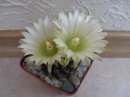 неочиления